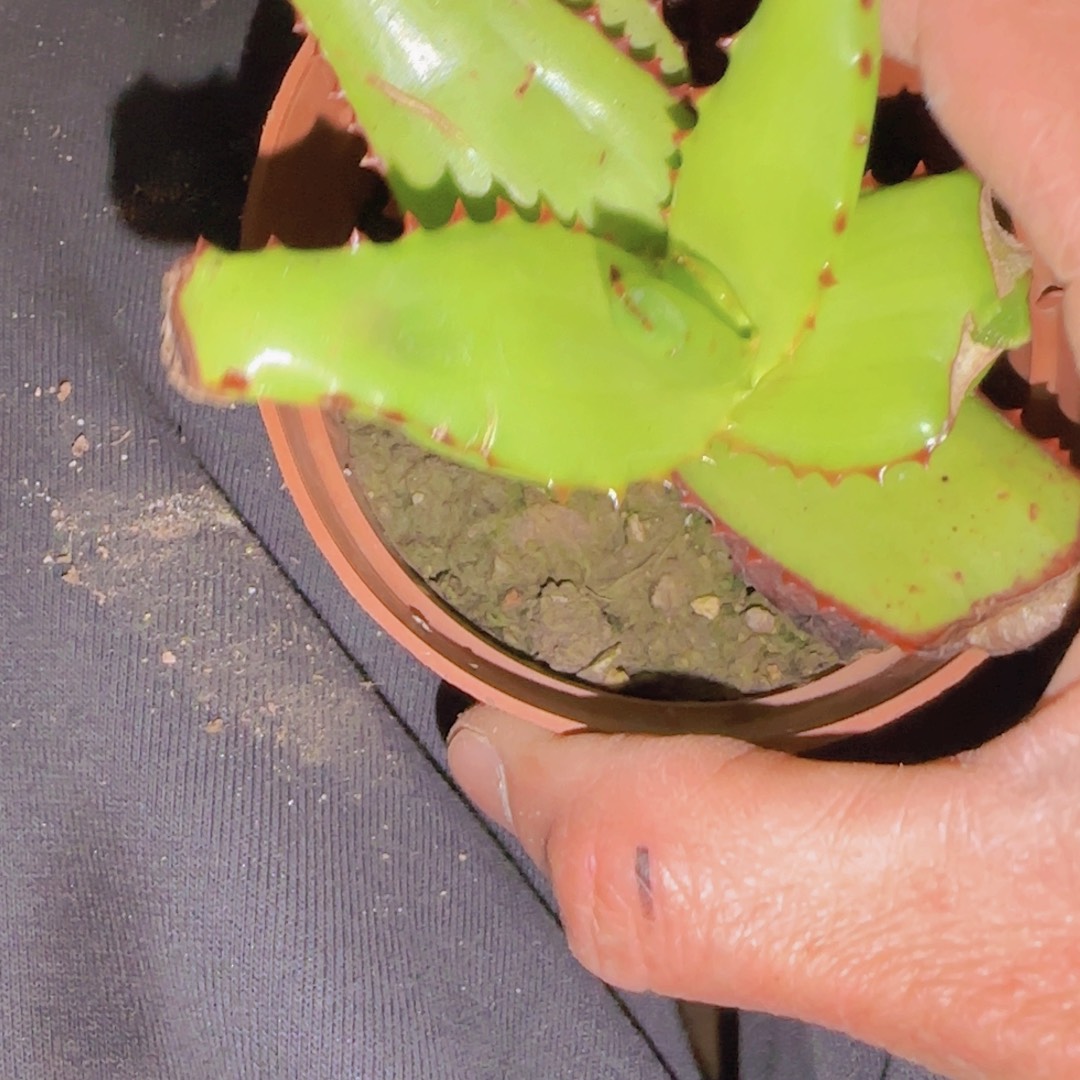 旺***糖块根植物块根植物