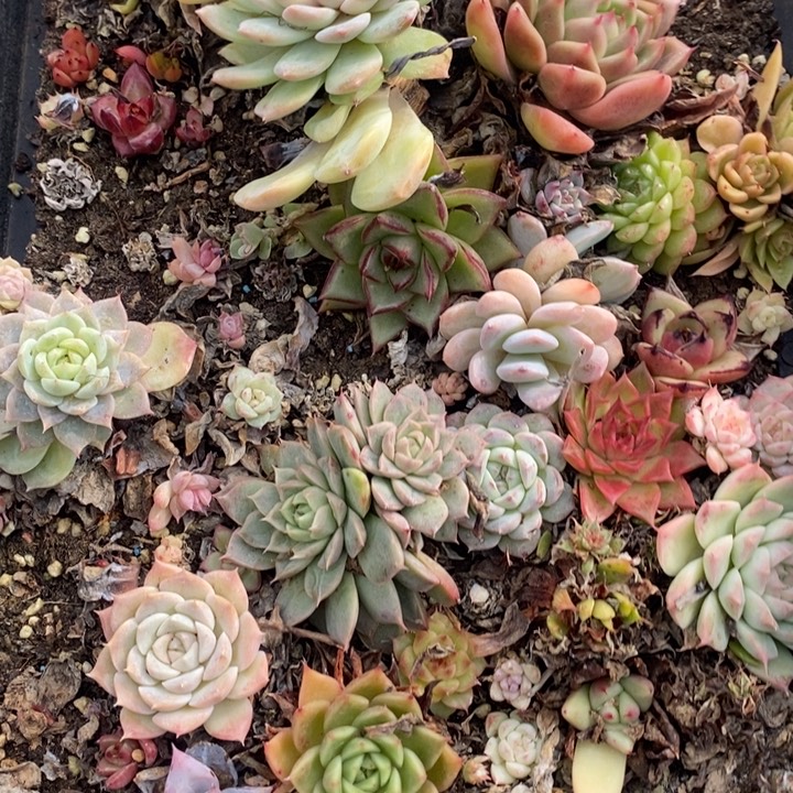 99 多肉植物盆栽花卉