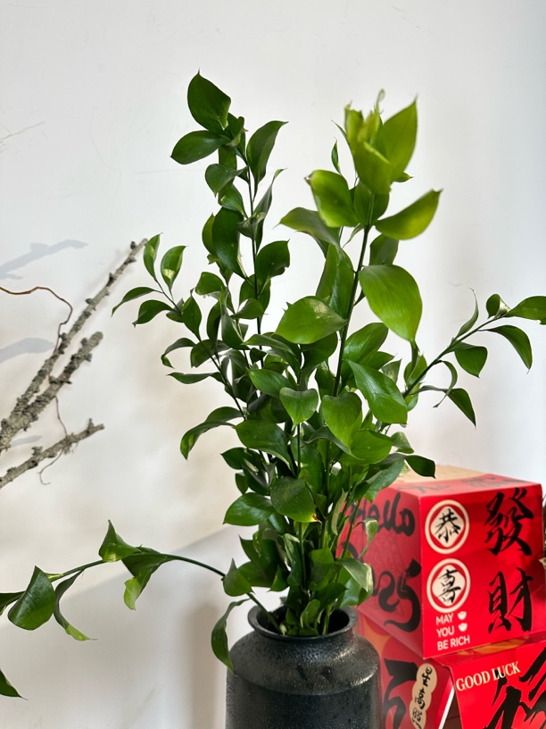进口橘叶——鲜切绿叶花材 可养3个月左右