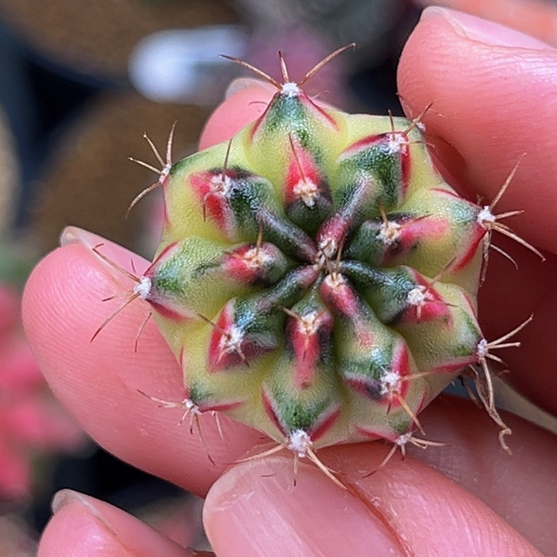 桃太郎后代 侧芽 米哈仙人球