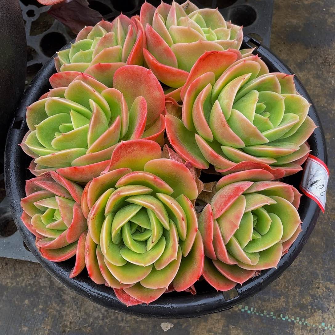 辛纳塔多肉植物2102