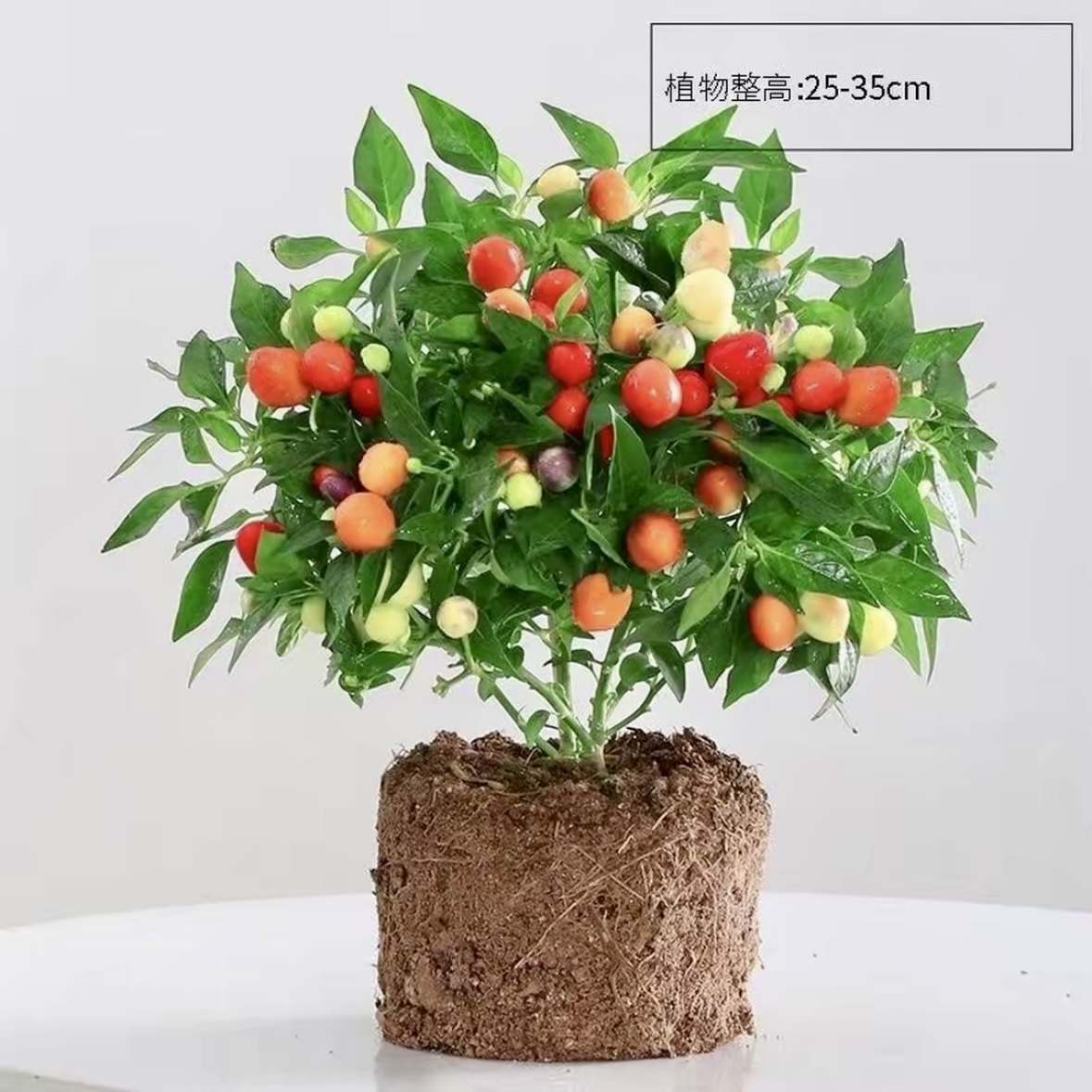 多彩椒盆栽带果适合阳台庭院种植观赏花卉绿植