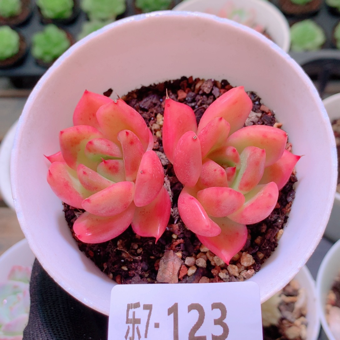 乐然7-123 红颜蜜语 