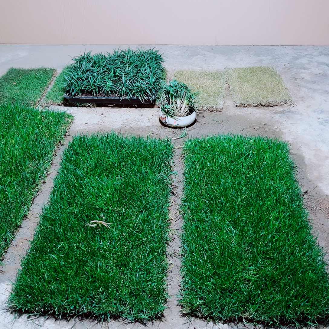 林***）无花朵混播果岭草包邮价格，。。。