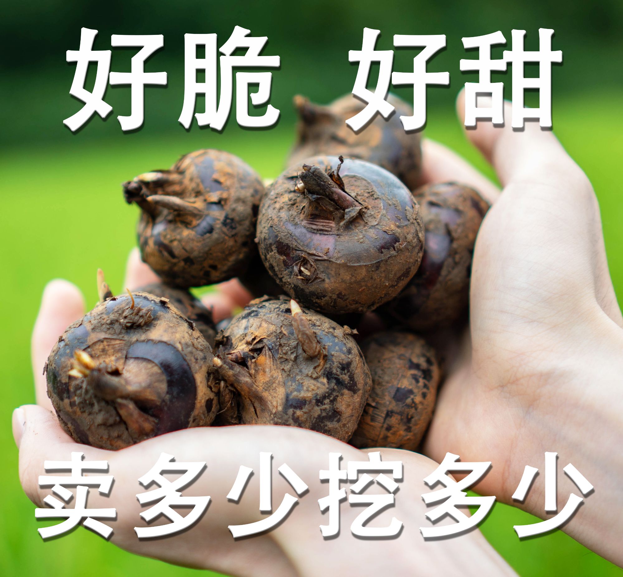 正宗广西荔浦水果马蹄荸荠新鲜现挖当季水果蔬菜脆甜无渣多汁