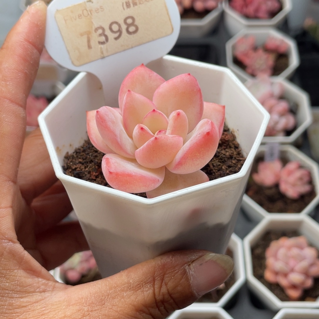 草莓泡芙7398-4.5厘米