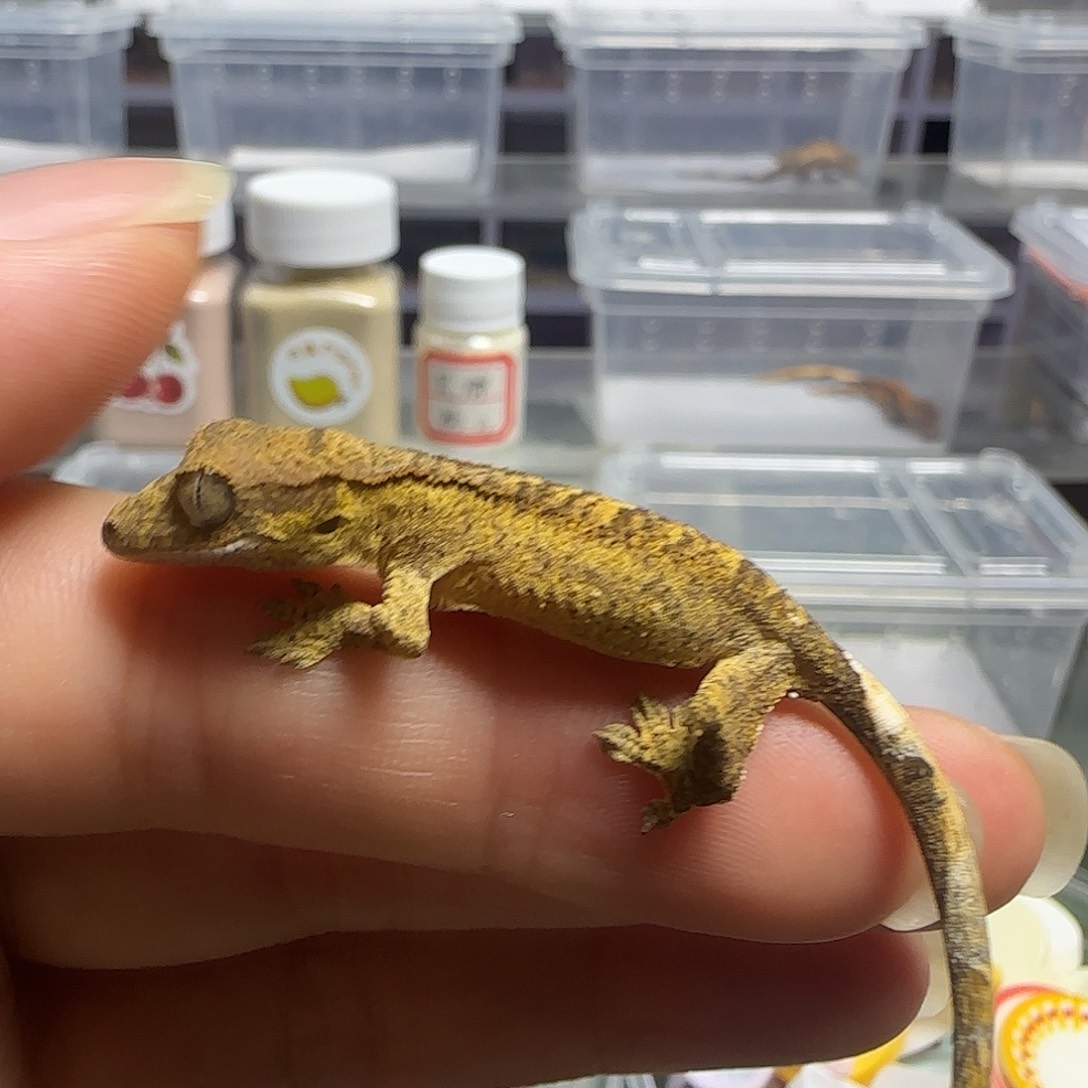 睫角守宫虎纹睫角大幼