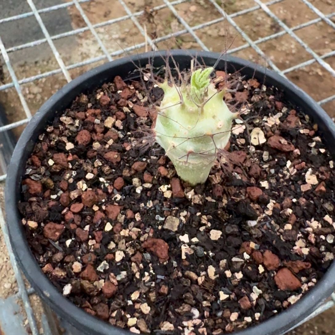 刺麻风树多肉植物
