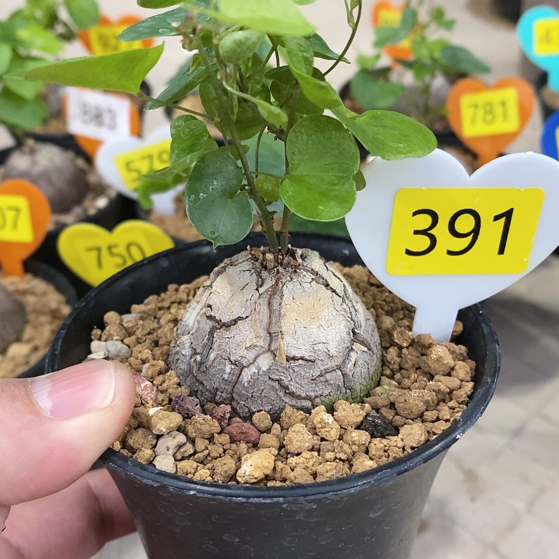 南非龟甲龙龟甲龙