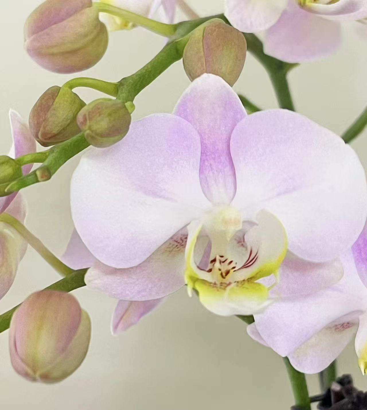 （天使）蝴蝶兰 室内高端兰花1棵