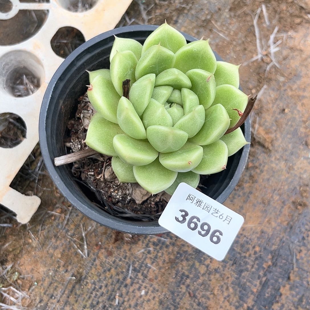 宝***麦阿雅园艺。   3696