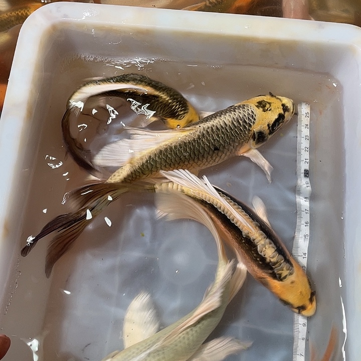 蝴蝶鲤鱼渔场直发149