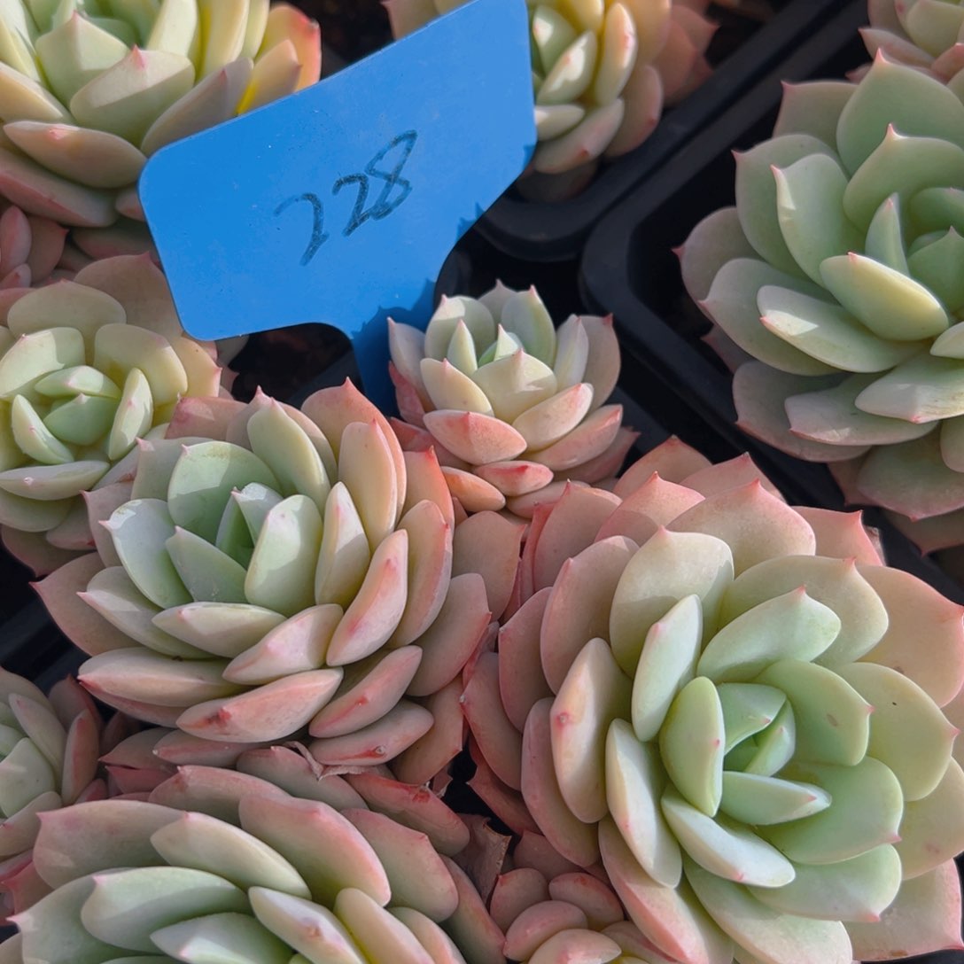 香玉的故事是一个