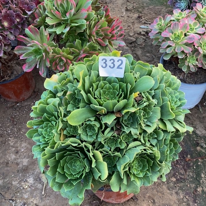 332绿玫瑰阴阳多肉