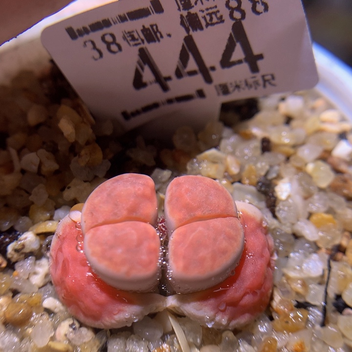 Sss精品生石花444