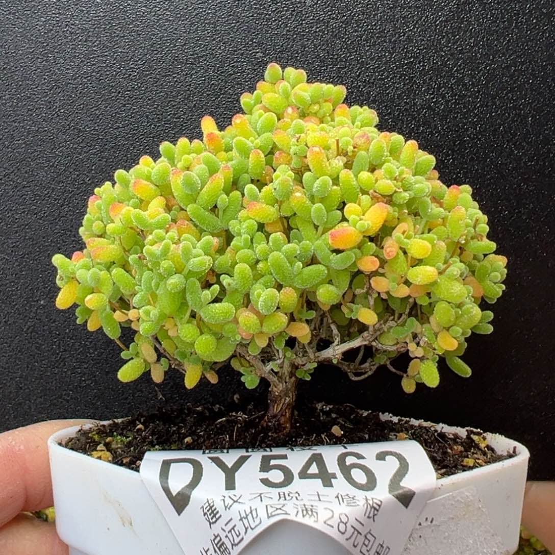 dy6462小树型蜜橘糖球冠幅7cm