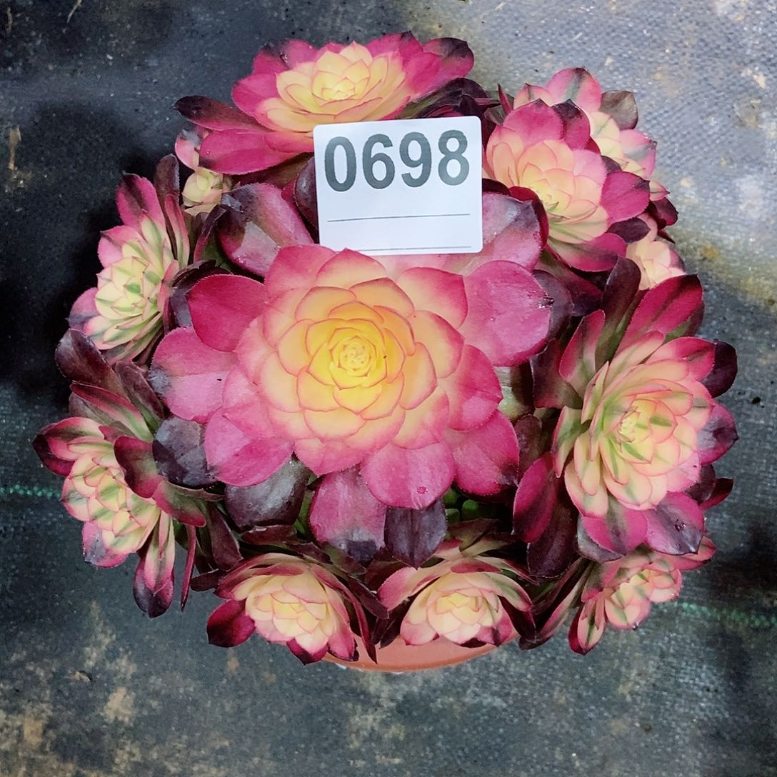 红陶0698荔枝3冠服18.20