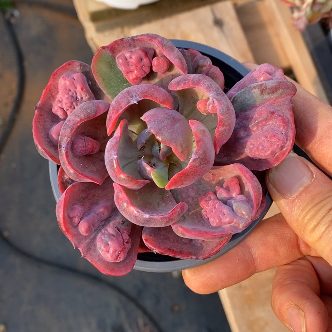 精品多肉一物一拍不包整188