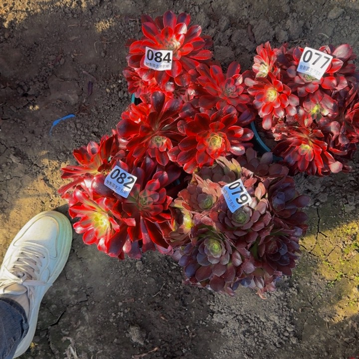 法师多肉29-35包邮花花