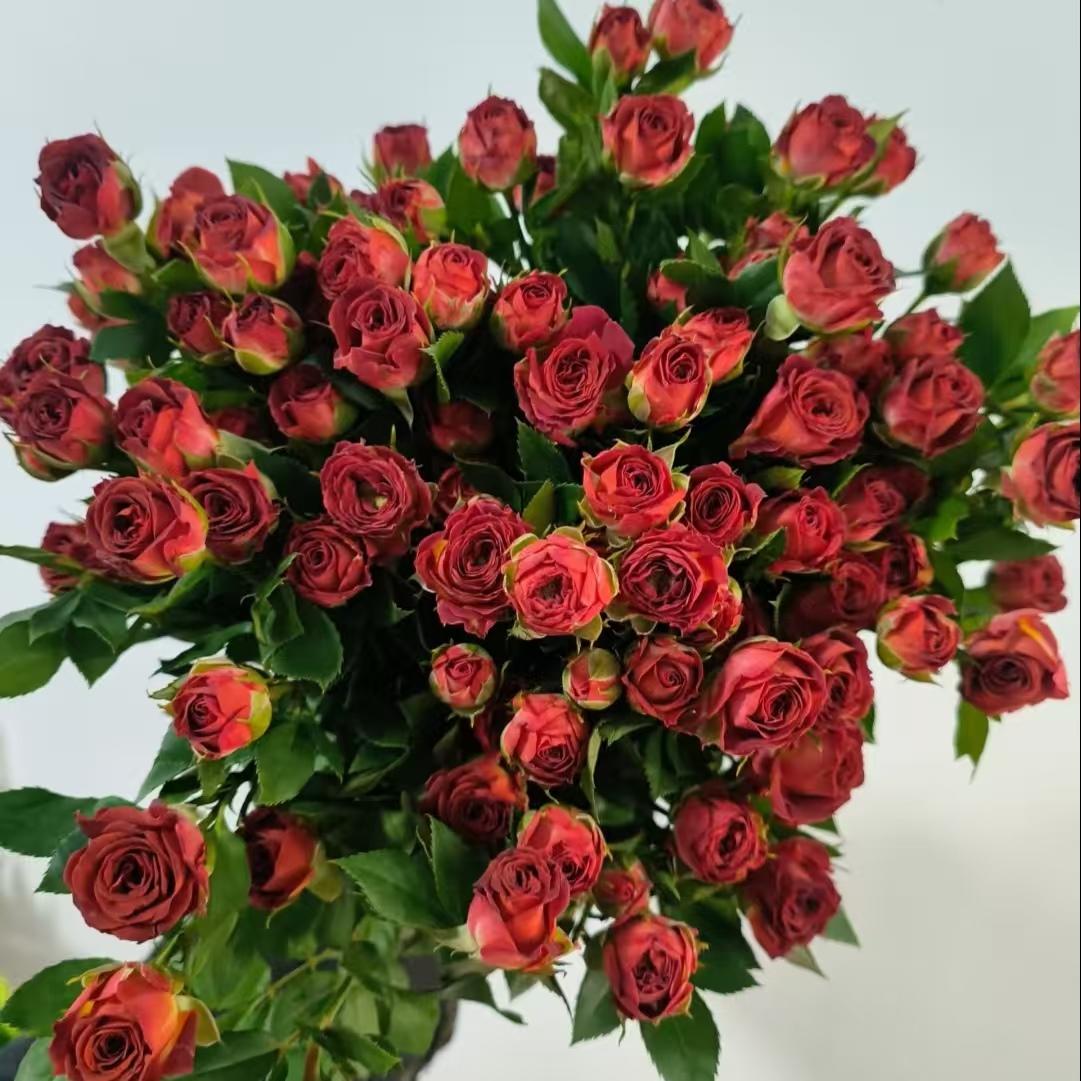 【巧克力多头玫瑰10支】任意2单鲜花升级顺丰冷链/德邦空运