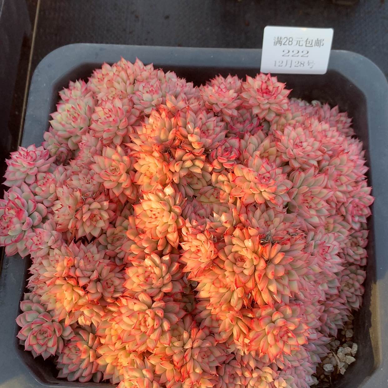 【闪购商品】云222号