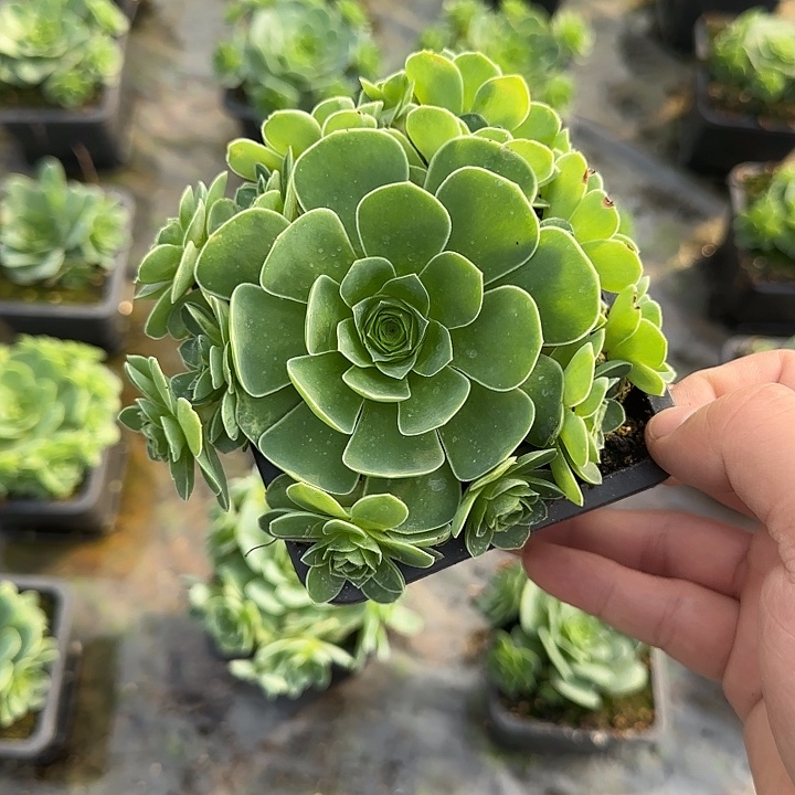 艾***）山地玫瑰一物一拍带盆发，不包断侧芽
