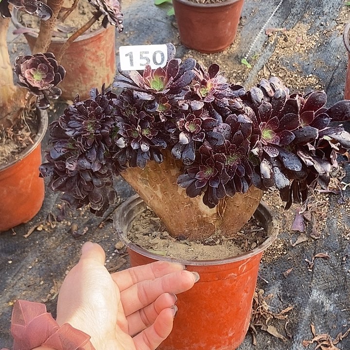 150欧紫缀朵朵缀特价