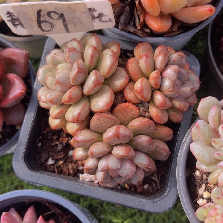 健健康康平平安安