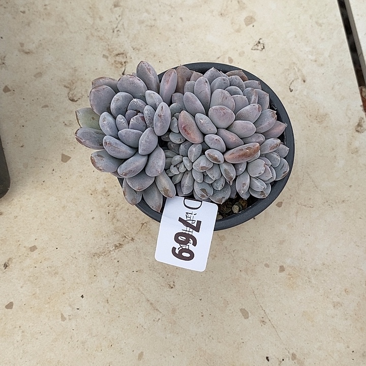 小****769星月菩提多肉植物