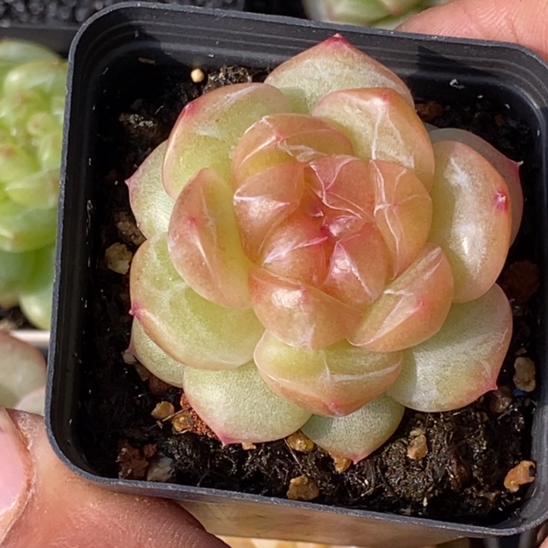 天官赐福百无禁忌