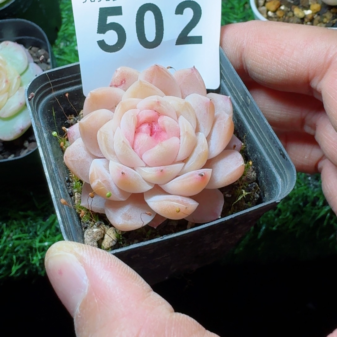 甜糖         精品多肉