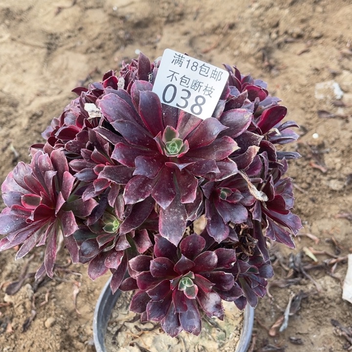 038蒙娜丽莎桩不太直1法师