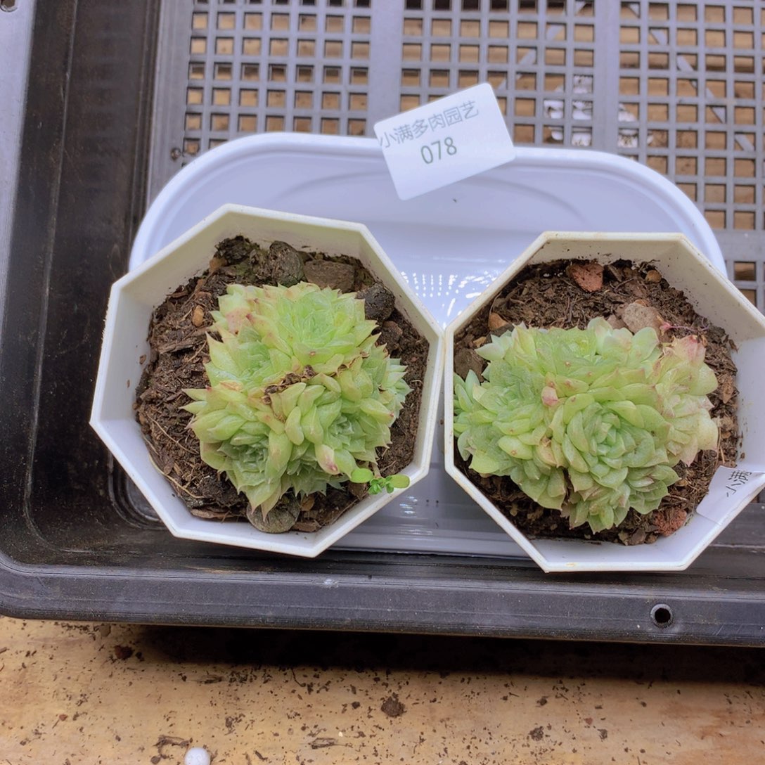 我要去看你了啊我078