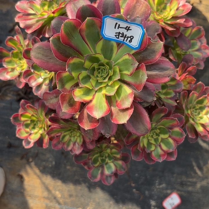 冰激凌有断枝不包损18