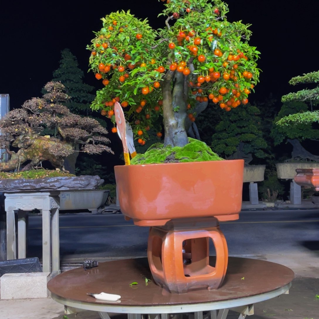 无花朵金弹子金弹子