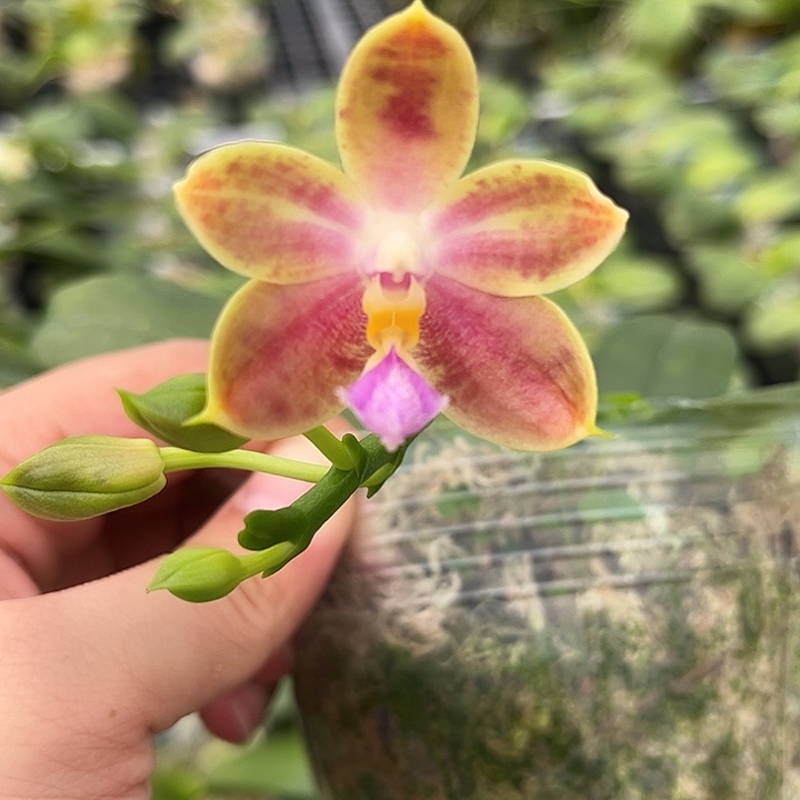 完全开放23AB苏维仁兰园出品实生