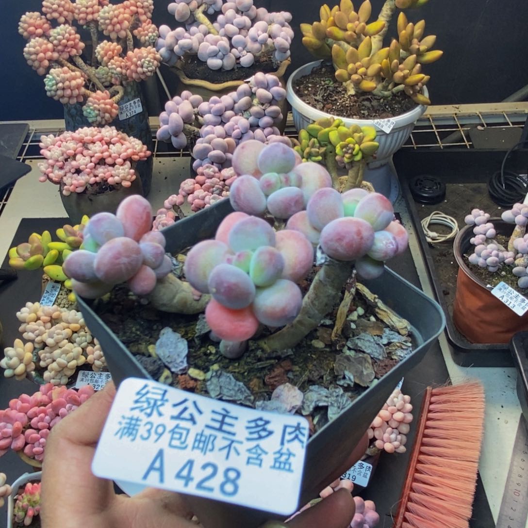 428苹果奶一代多肉6c m