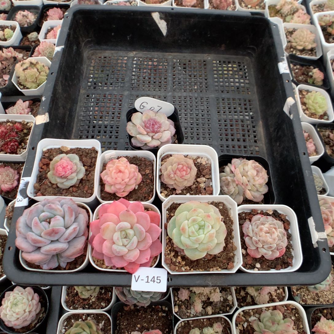 无花朵V145英语英语