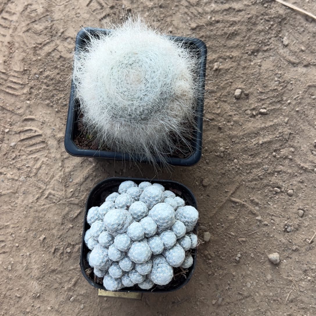 抱***首零零落落 零零落落