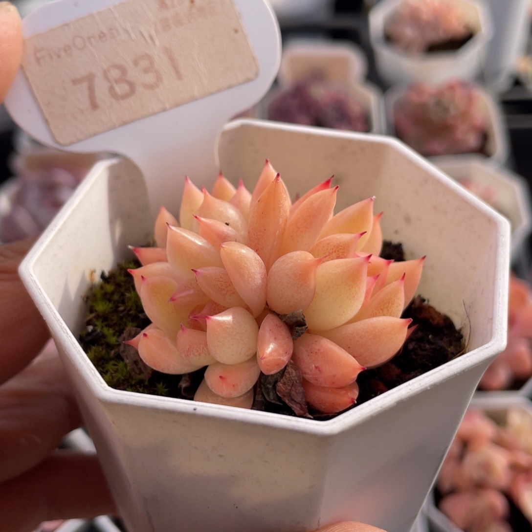 晴空珍妮7831-4.5厘米