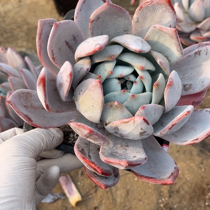 一***安蓝色妖姬一颗单头140盆