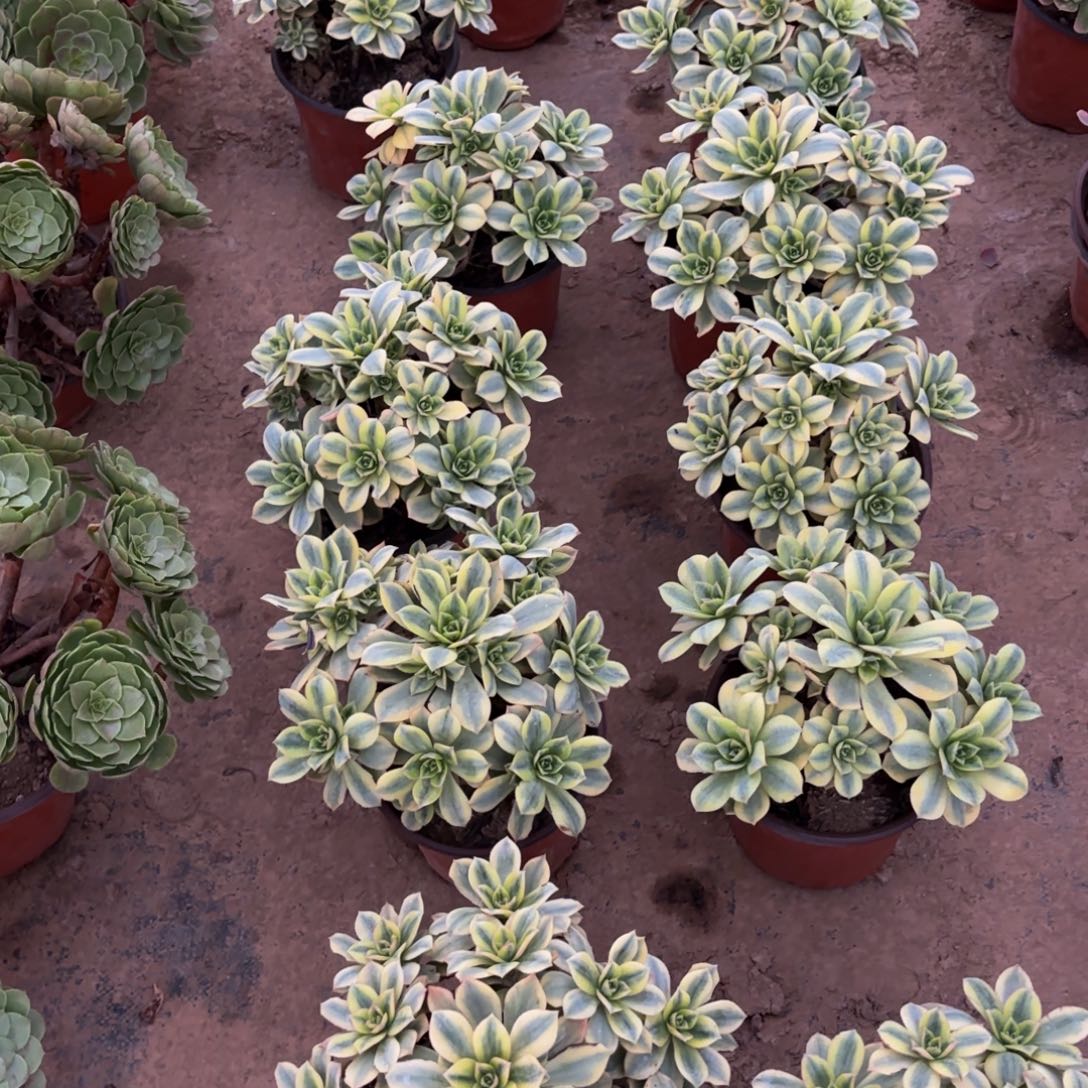 星爆法师12.8多肉植物