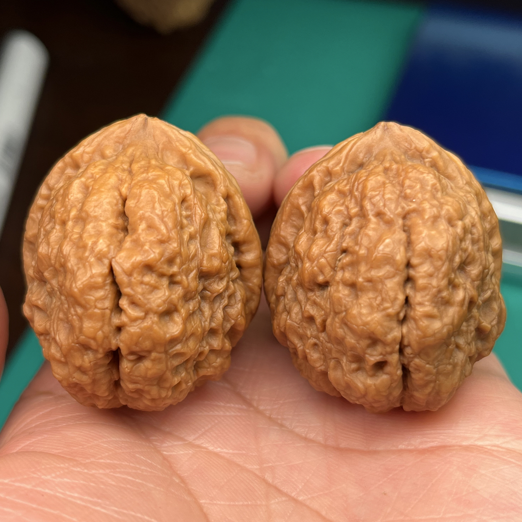 文玩铁核桃羊角金蟾40尺45克