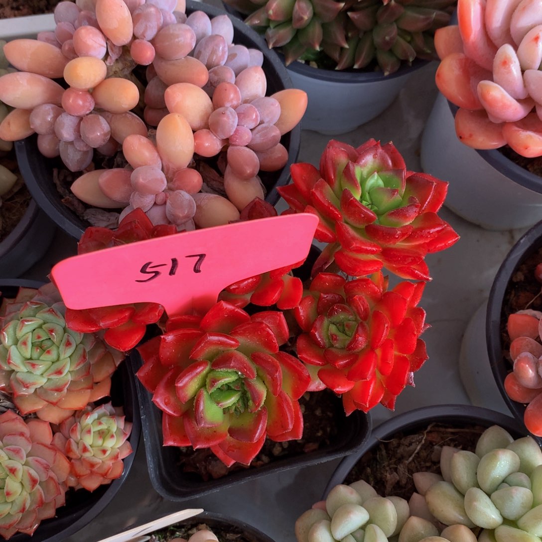 火焰抵押727262727732