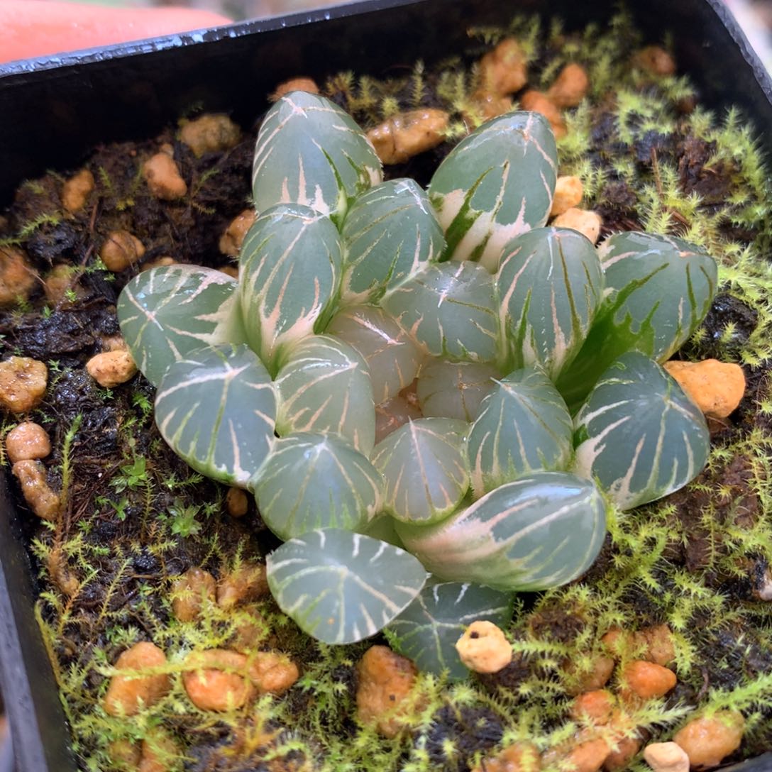 霓虹灯玉露锦，带盆发货