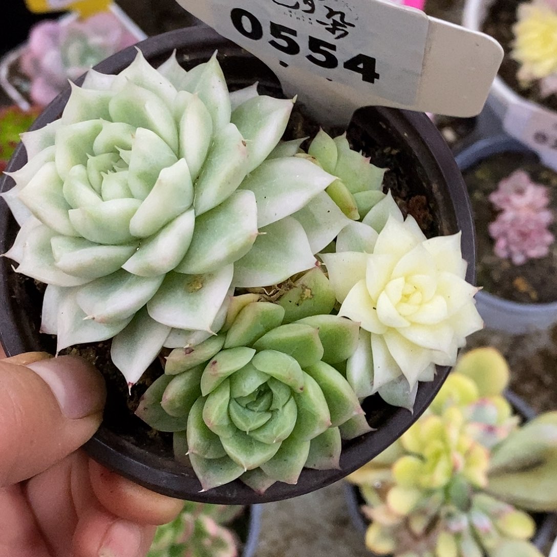 554麦秆三个状态哈哈哈哈哈