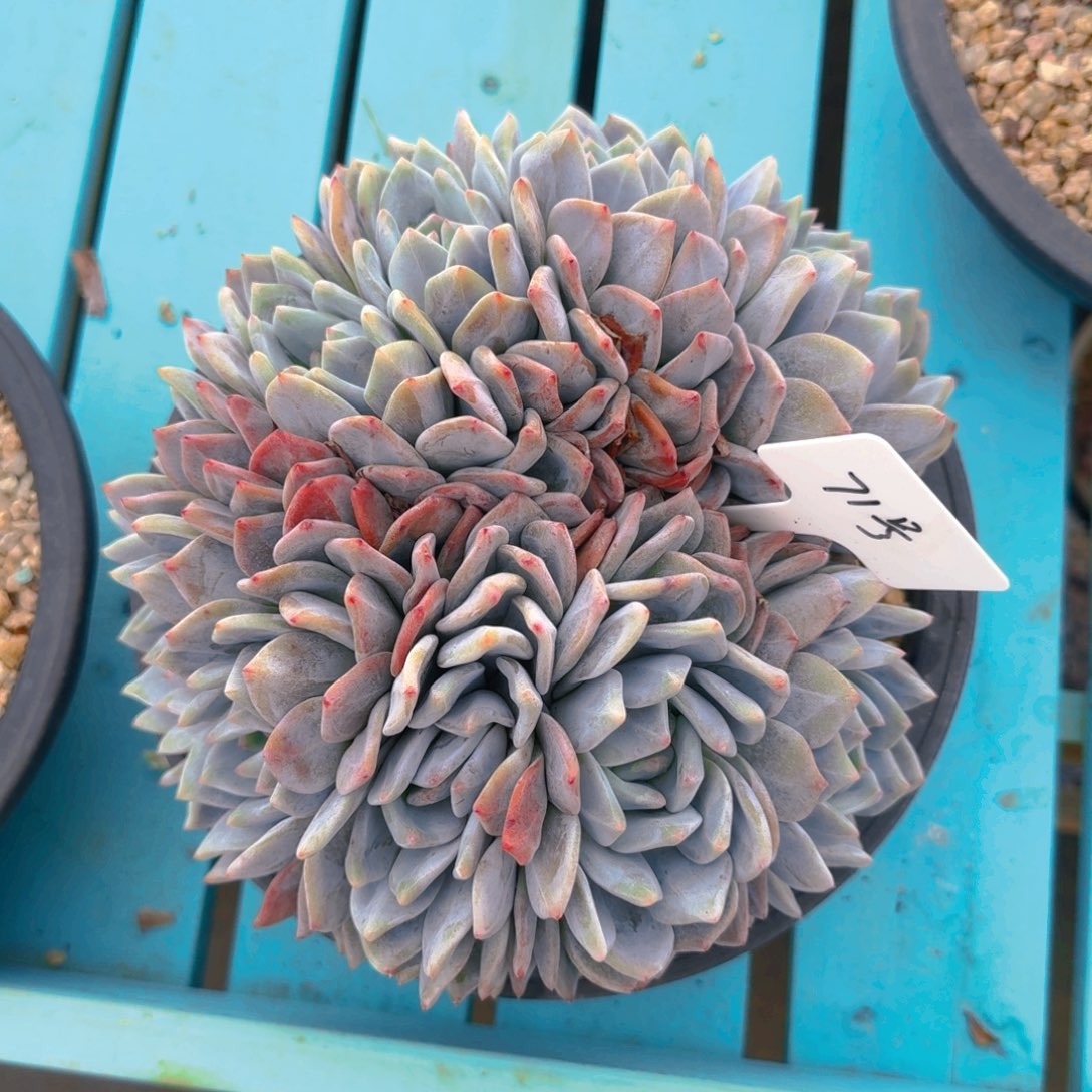 71号多肉11111111111