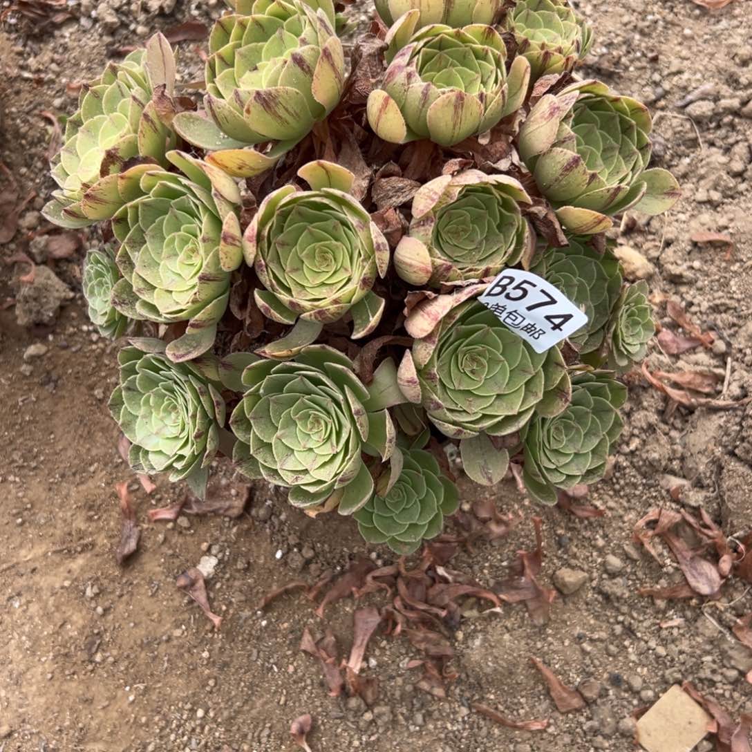 574多肉  万拉丝 不包断头