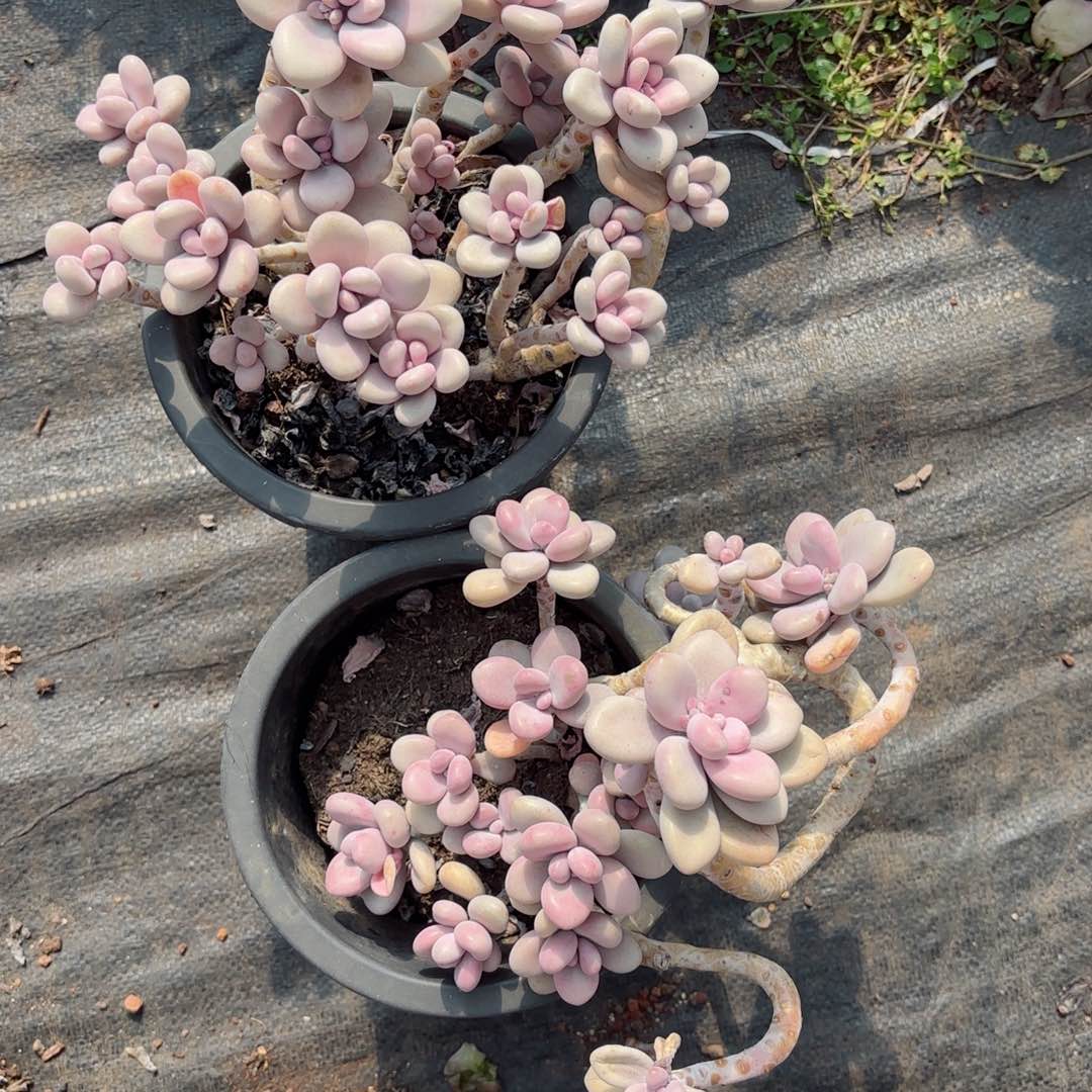 小****桃蛋2颗不售后。           