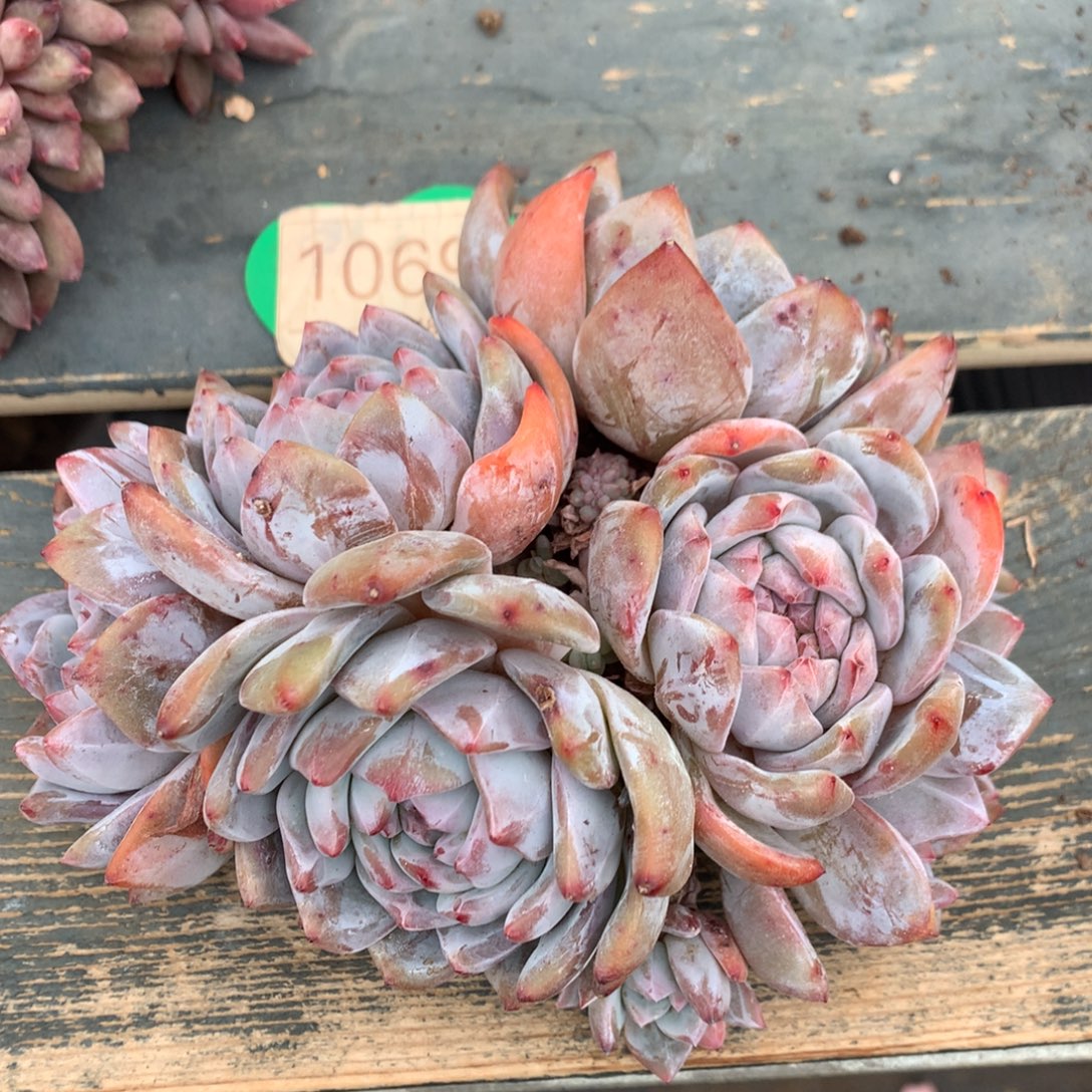 争***星影老桩无砍平头1069